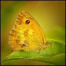 sitting on a leaf